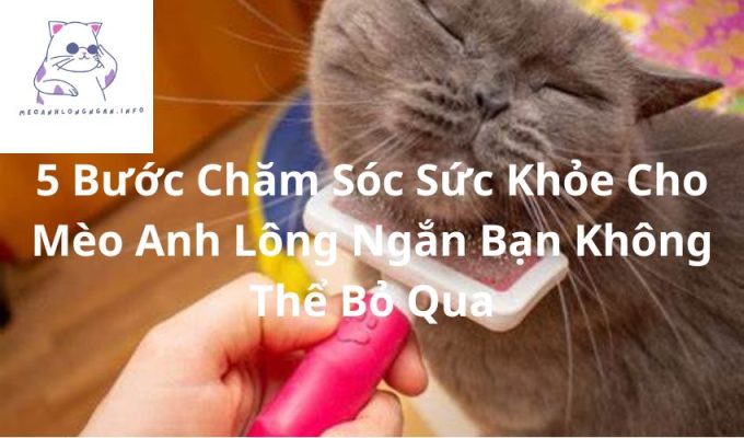 5 Bước Chăm Sóc Sức Khỏe Cho Mèo Anh Lông Ngắn Bạn Không Thể Bỏ Qua