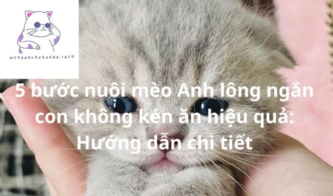 5 bước nuôi mèo Anh lông ngắn con không kén ăn hiệu quả: Hướng dẫn chi tiết