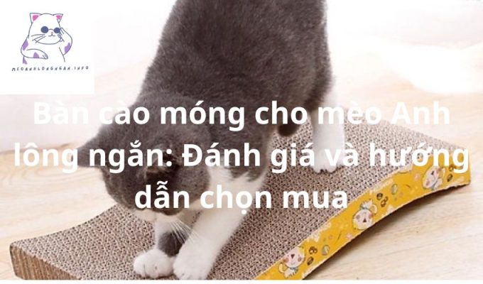 Bàn cào móng cho mèo Anh lông ngắn: Đánh giá và hướng dẫn chọn mua