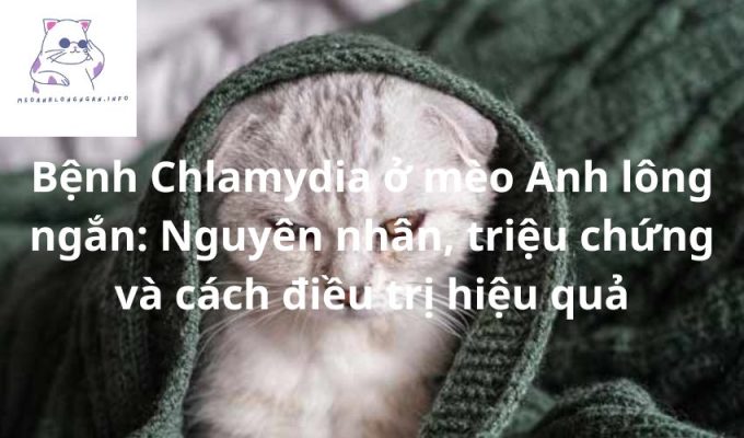 Bệnh Chlamydia ở mèo Anh lông ngắn: Nguyên nhân, triệu chứng và cách điều trị hiệu quả