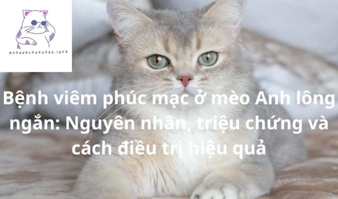 Bệnh viêm phúc mạc ở mèo Anh lông ngắn: Nguyên nhân, triệu chứng và cách điều trị hiệu quả