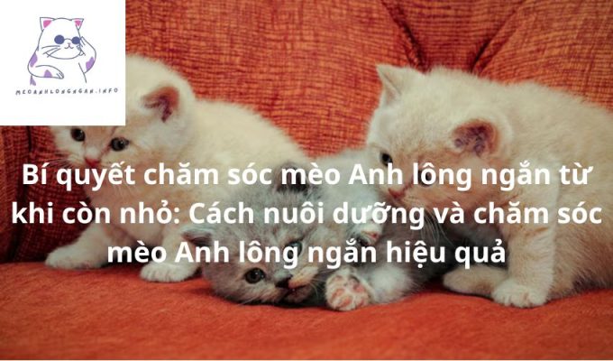 Bí quyết chăm sóc mèo Anh lông ngắn từ khi còn nhỏ: Cách nuôi dưỡng và chăm sóc mèo Anh lông ngắn hiệu quả