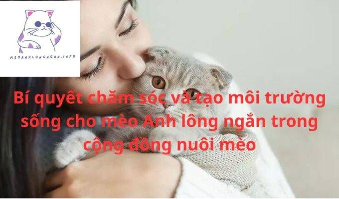 Bí quyết chăm sóc và tạo môi trường sống cho mèo Anh lông ngắn trong cộng đồng nuôi mèo