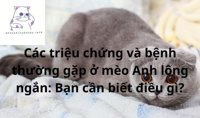 Các triệu chứng và bệnh thường gặp ở mèo Anh lông ngắn: Bạn cần biết điều gì?