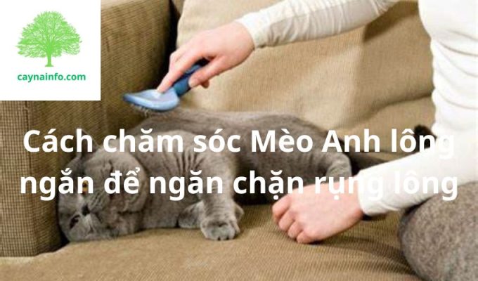 Cách chăm sóc Mèo Anh lông ngắn để ngăn chặn rụng lông