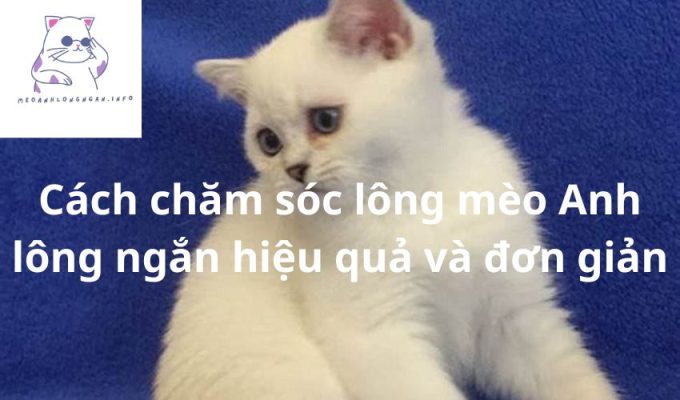 Cách chăm sóc lông mèo Anh lông ngắn hiệu quả và đơn giản