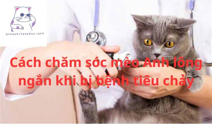 Cách chăm sóc mèo Anh lông ngắn khi bị bệnh tiêu chảy