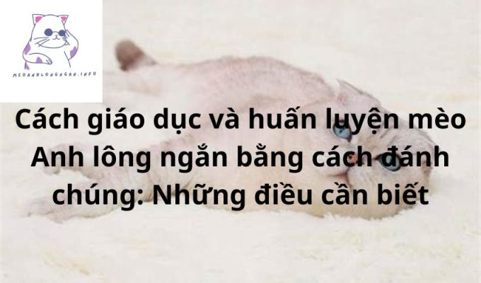 Cách giáo dục và huấn luyện mèo Anh lông ngắn bằng cách đánh chúng: Những điều cần biết