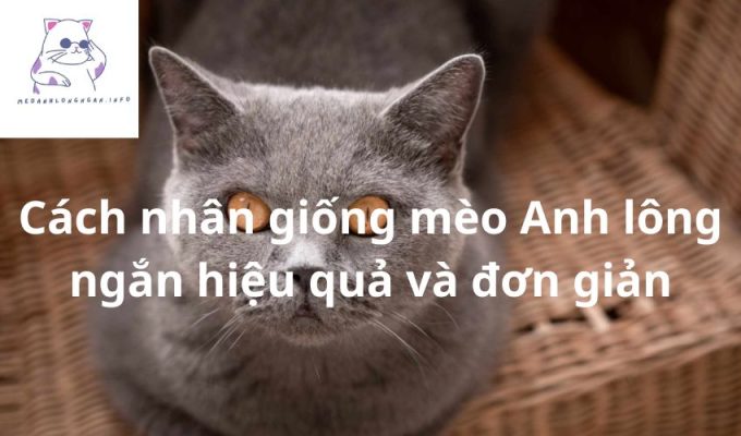 Cách nhân giống mèo Anh lông ngắn hiệu quả và đơn giản