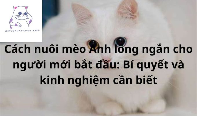 Cách nuôi mèo Anh lông ngắn cho người mới bắt đầu: Bí quyết và kinh nghiệm cần biết