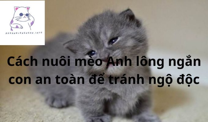 Cách nuôi mèo Anh lông ngắn con an toàn để tránh ngộ độc