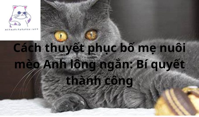 Cách thuyết phục bố mẹ nuôi mèo Anh lông ngắn: Bí quyết thành công