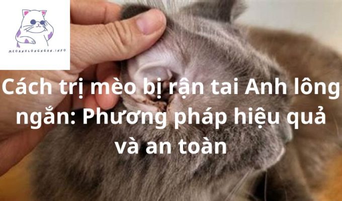 Cách trị mèo bị rận tai Anh lông ngắn: Phương pháp hiệu quả và an toàn