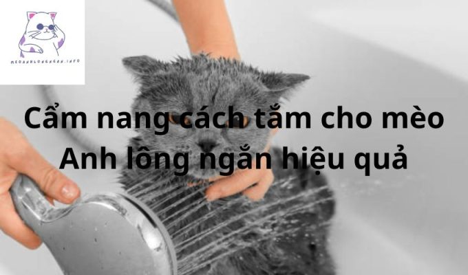 Cẩm nang cách tắm cho mèo Anh lông ngắn hiệu quả