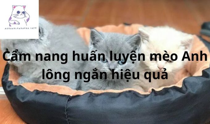 Cẩm nang huấn luyện mèo Anh lông ngắn hiệu quả