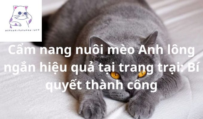 Cẩm nang nuôi mèo Anh lông ngắn hiệu quả tại trang trại: Bí quyết thành công