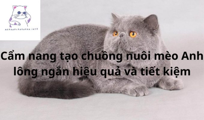 Cẩm nang tạo chuồng nuôi mèo Anh lông ngắn hiệu quả và tiết kiệm