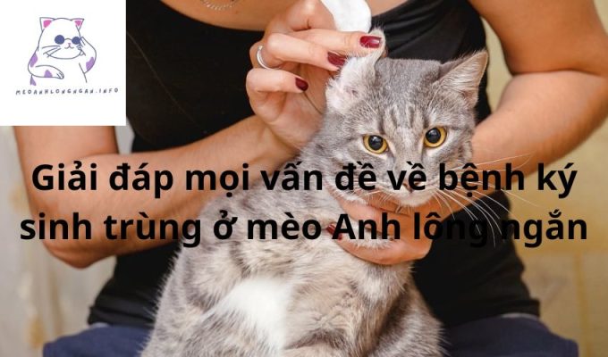 Giải đáp mọi vấn đề về bệnh ký sinh trùng ở mèo Anh lông ngắn