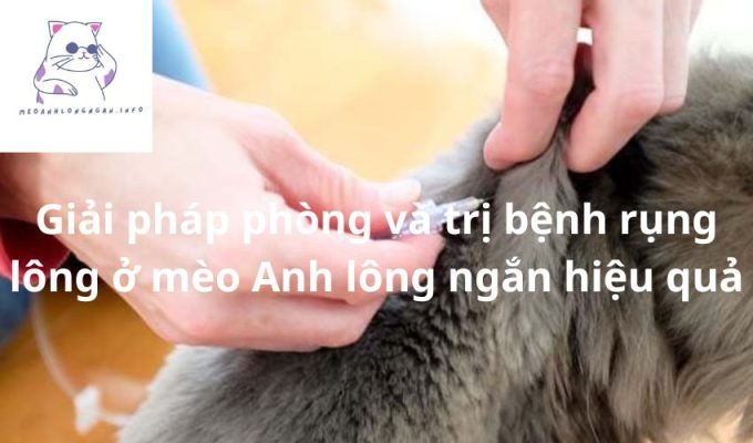 Giải pháp phòng và trị bệnh rụng lông ở mèo Anh lông ngắn hiệu quả