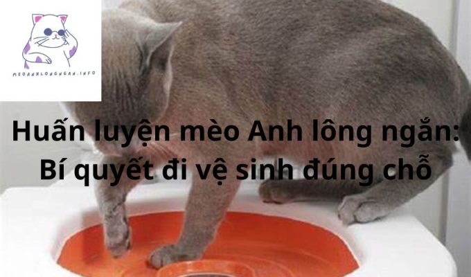 Huấn luyện mèo Anh lông ngắn: Bí quyết đi vệ sinh đúng chỗ