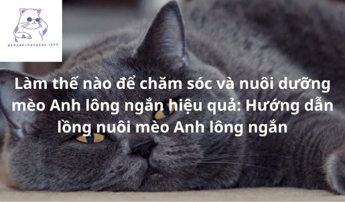 Làm thế nào để chăm sóc và nuôi dưỡng mèo Anh lông ngắn hiệu quả: Hướng dẫn lồng nuôi mèo Anh lông ngắn