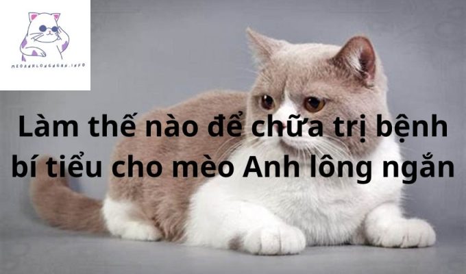 Làm thế nào để chữa trị bệnh bí tiểu cho mèo Anh lông ngắn