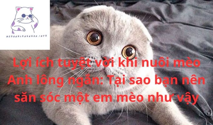 Lợi ích tuyệt vời khi nuôi mèo Anh lông ngắn: Tại sao bạn nên săn sóc một em mèo như vậy