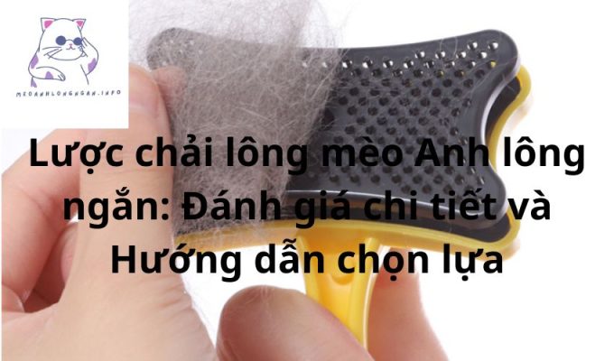 Lược chải lông mèo Anh lông ngắn: Đánh giá chi tiết và Hướng dẫn chọn lựa