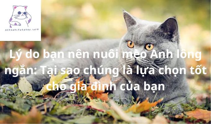 Lý do bạn nên nuôi mèo Anh lông ngắn: Tại sao chúng là lựa chọn tốt cho gia đình của bạn