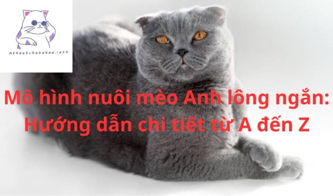 Mô hình nuôi mèo Anh lông ngắn: Hướng dẫn chi tiết từ A đến Z