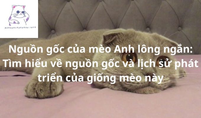 Nguồn gốc của mèo Anh lông ngắn: Tìm hiểu về nguồn gốc và lịch sử phát triển của giống mèo này