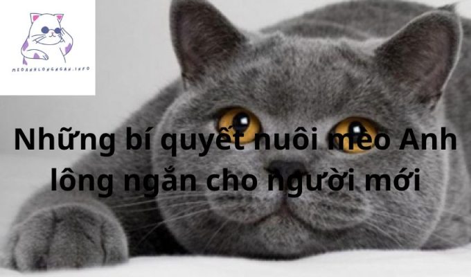 Những bí quyết nuôi mèo Anh lông ngắn cho người mới