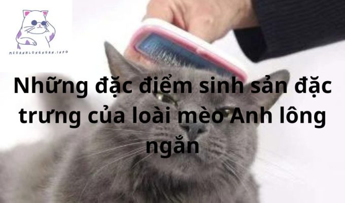 Những đặc điểm sinh sản đặc trưng của loài mèo Anh lông ngắn