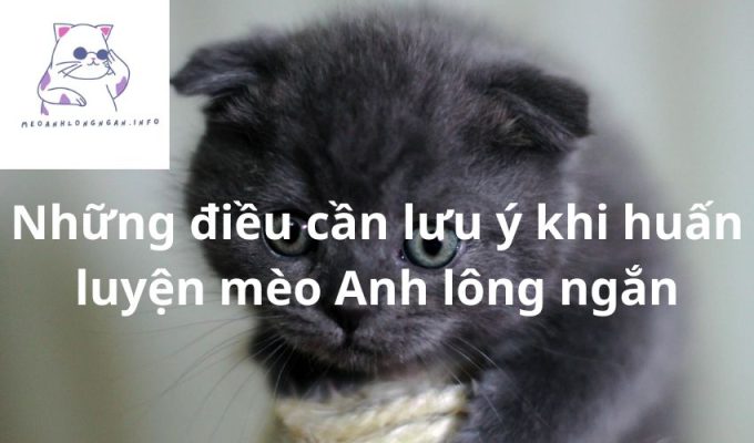 Những điều cần lưu ý khi huấn luyện mèo Anh lông ngắn