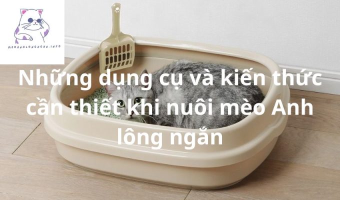 Những dụng cụ và kiến thức cần thiết khi nuôi mèo Anh lông ngắn