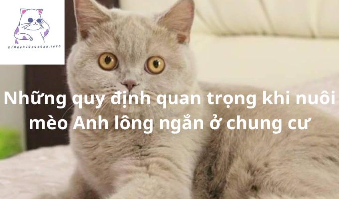 Những quy định quan trọng khi nuôi mèo Anh lông ngắn ở chung cư