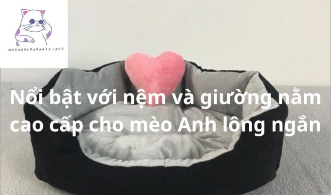 Nổi bật với nệm và giường nằm cao cấp cho mèo Anh lông ngắn