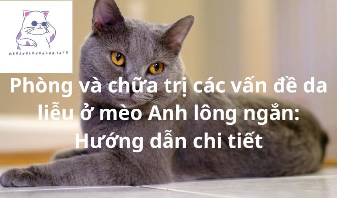 Phòng và chữa trị các vấn đề da liễu ở mèo Anh lông ngắn: Hướng dẫn chi tiết