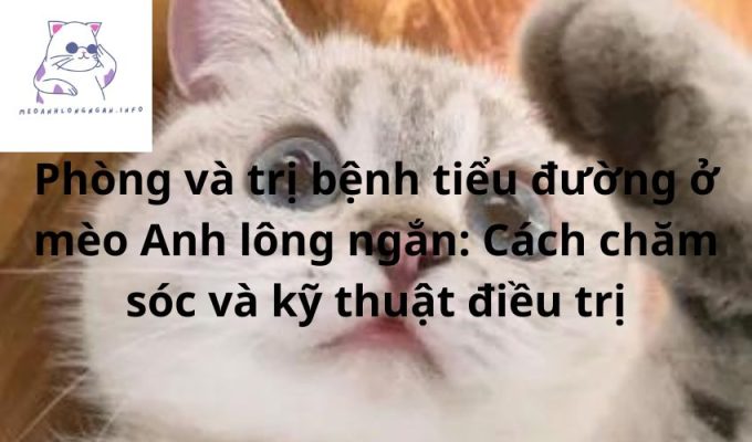 Phòng và trị bệnh tiểu đường ở mèo Anh lông ngắn: Cách chăm sóc và kỹ thuật điều trị