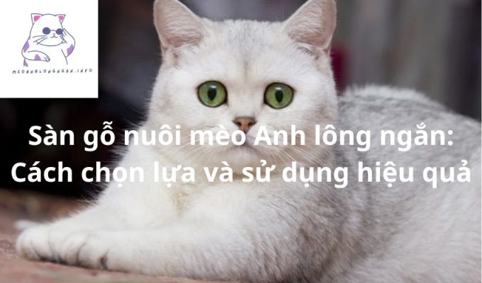 Sàn gỗ nuôi mèo Anh lông ngắn: Cách chọn lựa và sử dụng hiệu quả