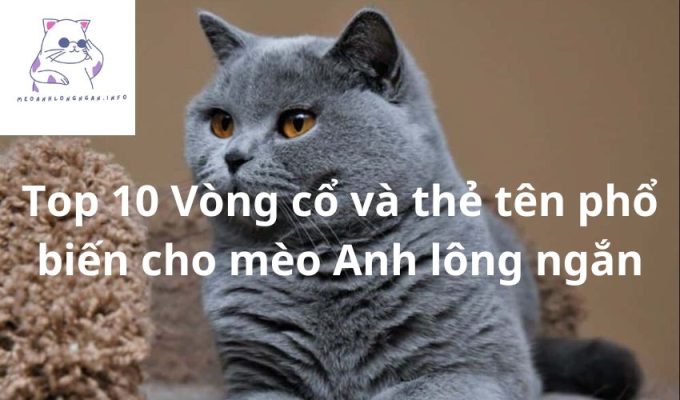 Top 10 Vòng cổ và thẻ tên phổ biến cho mèo Anh lông ngắn