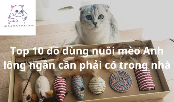 Top 10 đồ dùng nuôi mèo Anh lông ngắn cần phải có trong nhà