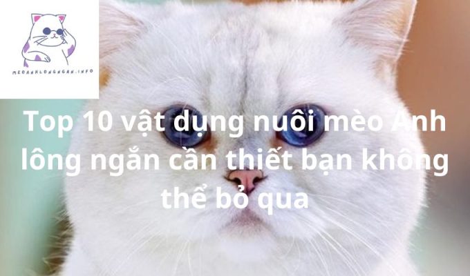 Top 10 vật dụng nuôi mèo Anh lông ngắn cần thiết bạn không thể bỏ qua