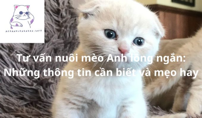 Tư vấn nuôi mèo Anh lông ngắn: Những thông tin cần biết và mẹo hay